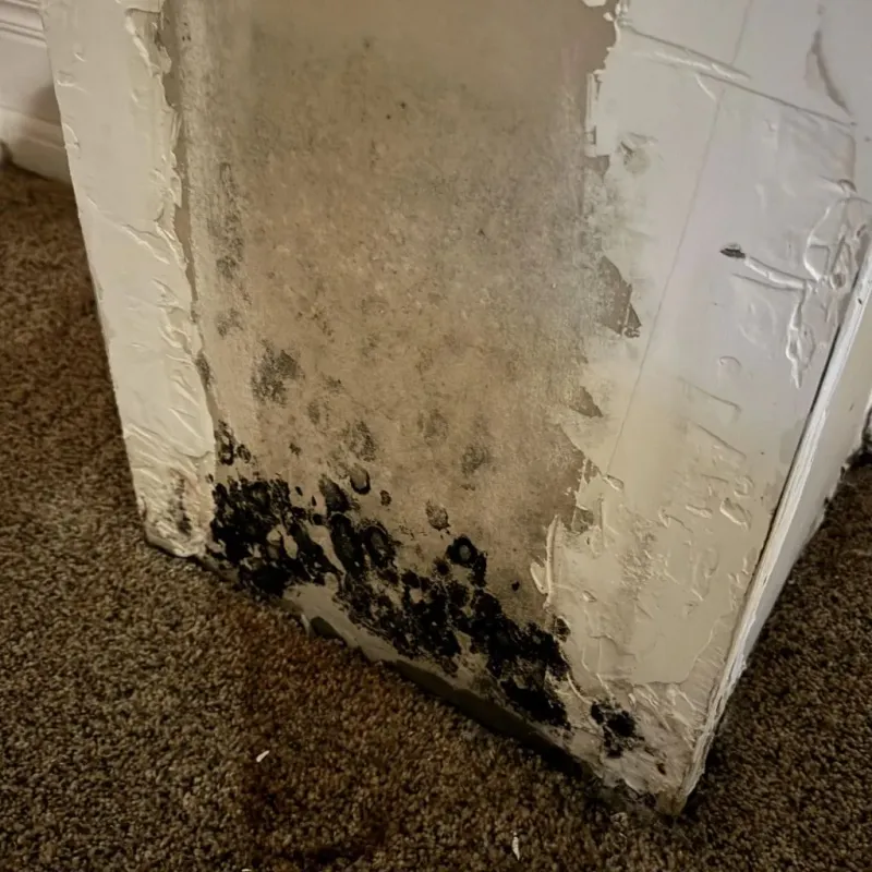 Professional Mold Removal in Colusa, CA